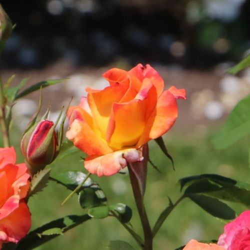 Rosa Feurio ® - portocaliu - roz - Trandafir copac cu trunchi înalt - cu flori în buchet - coroană tufiș